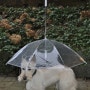 개우산 Dogbrella