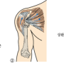 [구미강남병원 재활운동]Humerus shaft fracture