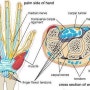 [구미 강남병원,재활운동] Carpal tunnel syndrome