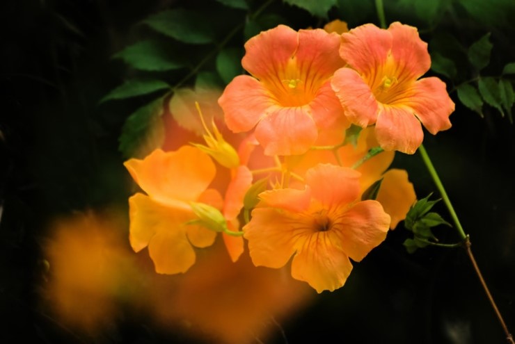 능소화, Campsis grandifolia , 凌霄花능소화 #1중국이 원산지인 낙엽이 지는 덩굴나무이다…