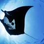 [스킨스쿠버/만타가오리(쥐가오리)] 만타 가오리 manta ray (스노쿨링/스쿠버다이빙/다이빙명소/사진모음)