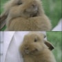 행복한 토끼 - 귀여운 동물