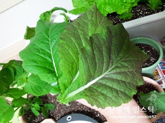 쭈니 얼굴만한 적겨자 수확!! 상추,케일,청경채,적겨자,깻잎,루꼴라 수확~ : 네이버 블로그