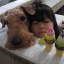 에어데일 테리어(airedale terrier) 아이스맨과 소피 그리고 아이들과 너무 행복해보이네요<일본>