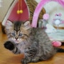 예쁜고양이사진 공개, 새식구의 이름은 "클라라"에요^^