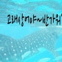 <세부가족여행>필리핀 오슬롭에서 만난 고래상어