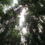 [전라도담양여행]죽녹원/대나무숲