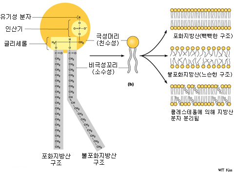 유연성과 소통이 중요하다.. 생체막 : 네이버 블로그