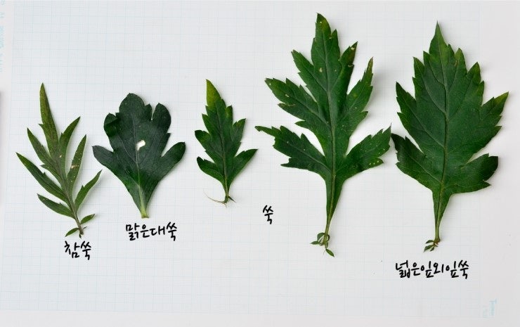 개똥쑥, 인진쑥(사철쑥), 더위지기, 참쑥, 맑은대쑥 ,넓은잎외잎쑥,족제비쑥, 물쑥, 쑥종류 : 네이버 블로그