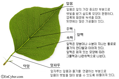 턱잎 ( 탁엽 托葉 stipule ) : 네이버 블로그