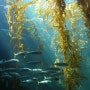 [2013 제7회 세계해양포럼] 바다에서 얻는 건강, 해조류