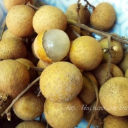 롱안 / Longan