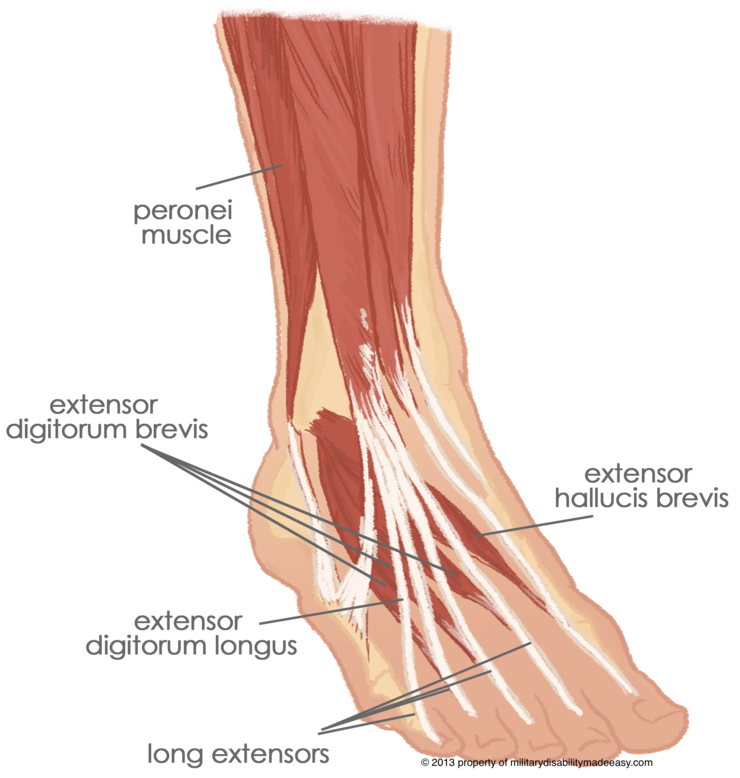 Extensor digitorum. M extensor Hallucis Brevis. Разгибатель пальцев m. extensor digitorum. M extensor digitorum Brevis. Разгибатель пальцев- musculus extensor digitorum.