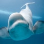 [스킨스쿠버/흰돌고래(흰고래)] 흰돌고래 white whale, 벨루가 beluga (스노쿨링/스쿠버다이빙/다이빙명소/사진모음)