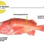 Yellowmouth Rockfish - 우럭(볼락)