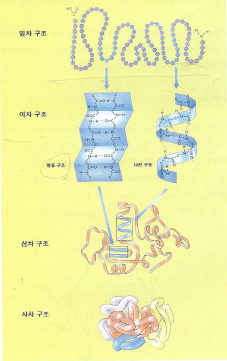 단백질의 4차 구조
