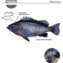 Black Rockfish- 북방흑우럭