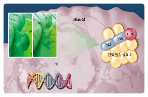 [한국효소원] 효소와 암 치료의 연관성.. 발효효소, 효소식품, 효소종류, 효소추천, 효소다이어트, 효소원 : 네이버 블로그