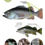 Yellowtail Rockfish-우럭(볼락)