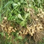남산골농원의 땅콩 수확.재배