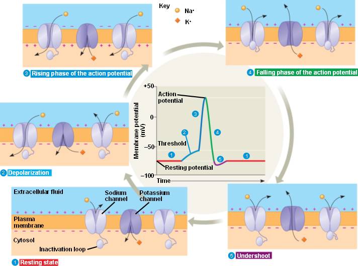  action potential 