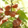 돌담길꾸지뽕 몸에 좋은 꾸지뽕 열매 첫 수확