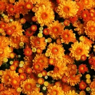 가을... 꽃들의 잔치... 제10회 드림파크 국화축제