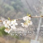 김삿갓유적 가는 길 - 벚꽃로드