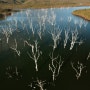 뉴칼레도니아 남부, 야떼호수의 '물속에 잠긴 숲'을 아시나요?