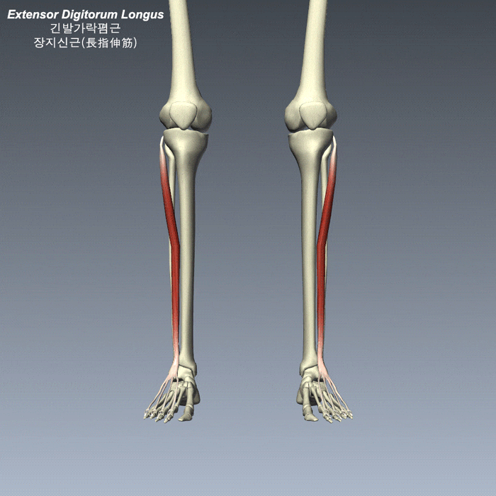종아리 하퇴 의 근육 03 Extensor Digitorum Longus 긴발가락폄근 장지신근 長趾伸筋 네이버 블로그 종아리 하퇴 의 근육 03 Extensor Digitorum Longus 긴발가락폄근 장지신근 長趾伸筋 네이버 블로그