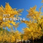 2013 홍천은행나무숲+10월가을여행지추천[시그마 18-35]