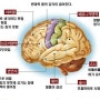 알코올이 뇌에 미치는 영향