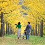[가을여행촬영지][홍천은행나무숲] 노랑색 가을의 물결이 펼쳐지는 곳