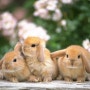 [동물검역]일본에서 한국으로 토끼 데려오기