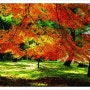 Autumn Colors Promotion