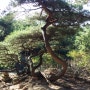 자연 소나무