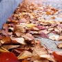 가을 낙엽 바탕화면 배경이미지 (1920 x 1080, 1366 x 768)