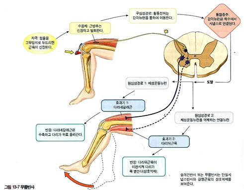 무릎반사 대퇴근의 수축, 오금근은 수축이 억제. 이게 길항작용이예요? : 네이버 블로그