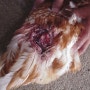 닭, 조류 카니발리즘 (털뽑는 증상) 원인 및 치료법