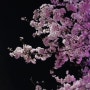 국회 윤중로의 봄 - 벚꽃 축제