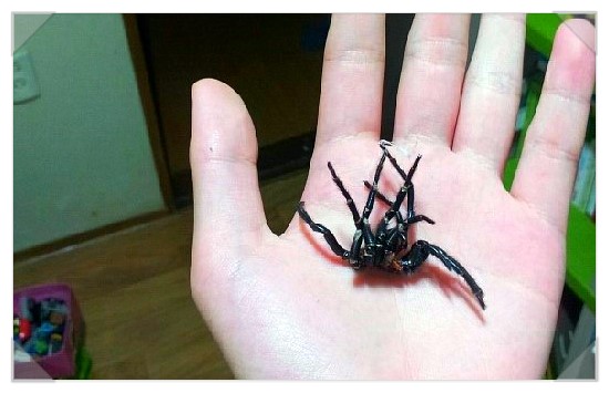 Macrothele raveni 몇개월만에 벗어주네요. : 네이버 블로그
