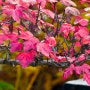 [가을사진] 작은 분재원에 담은 가을사진!