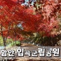 함안 입곡 군립공원 산림욕장으로 단풍놀이 다녀왔어요!