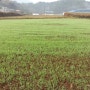 이슬맺힌 청보리밭