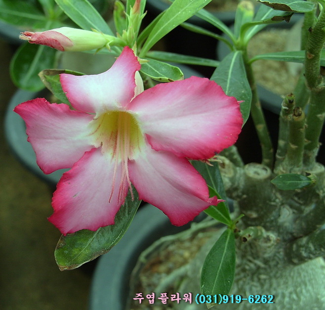 석화키우기 [일산꽃배달/주엽꽃배달/킨텍스꽃배달] : 네이버 블로그