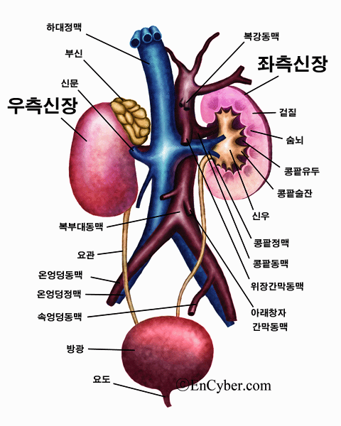 아기 요로감염 : 네이버 블로그