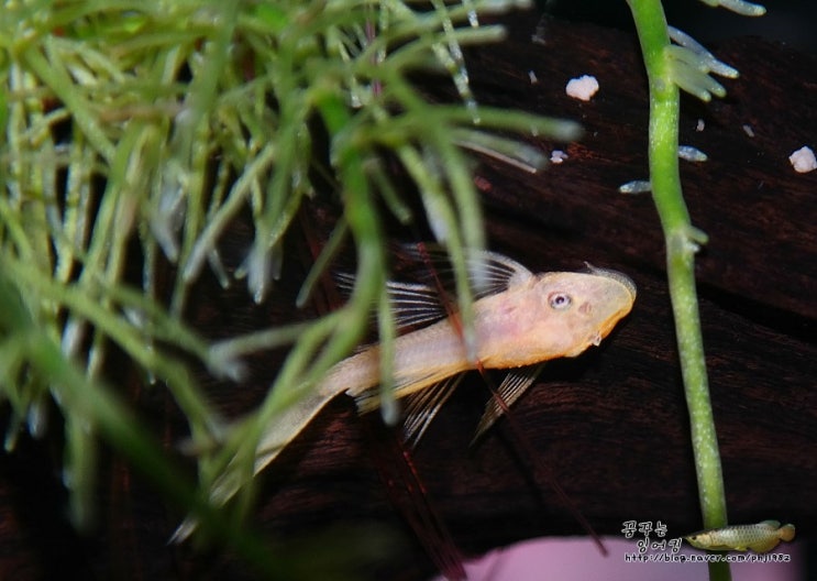 L144 (Ancistrus sp. / 안시스트러스 sp.) 요약정보 : 네이버 블로그