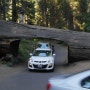 세콰이아 킹스캐년 국립공원1: Sequoia NP