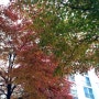 [아이폰5s] 가을 끝 나무