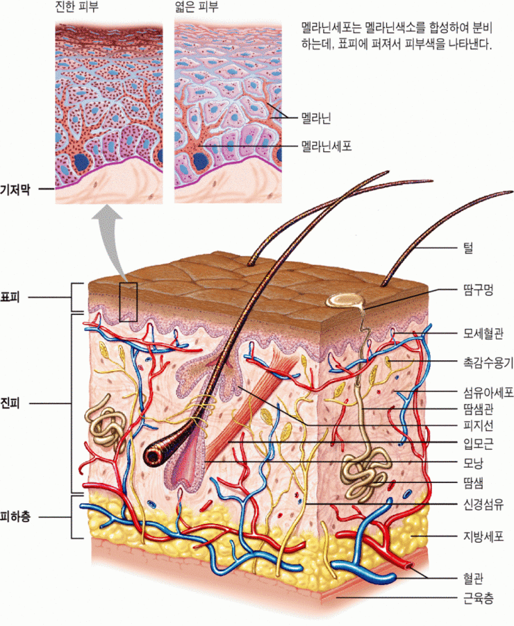 피부의 구조와 기능 : 네이버 블로그